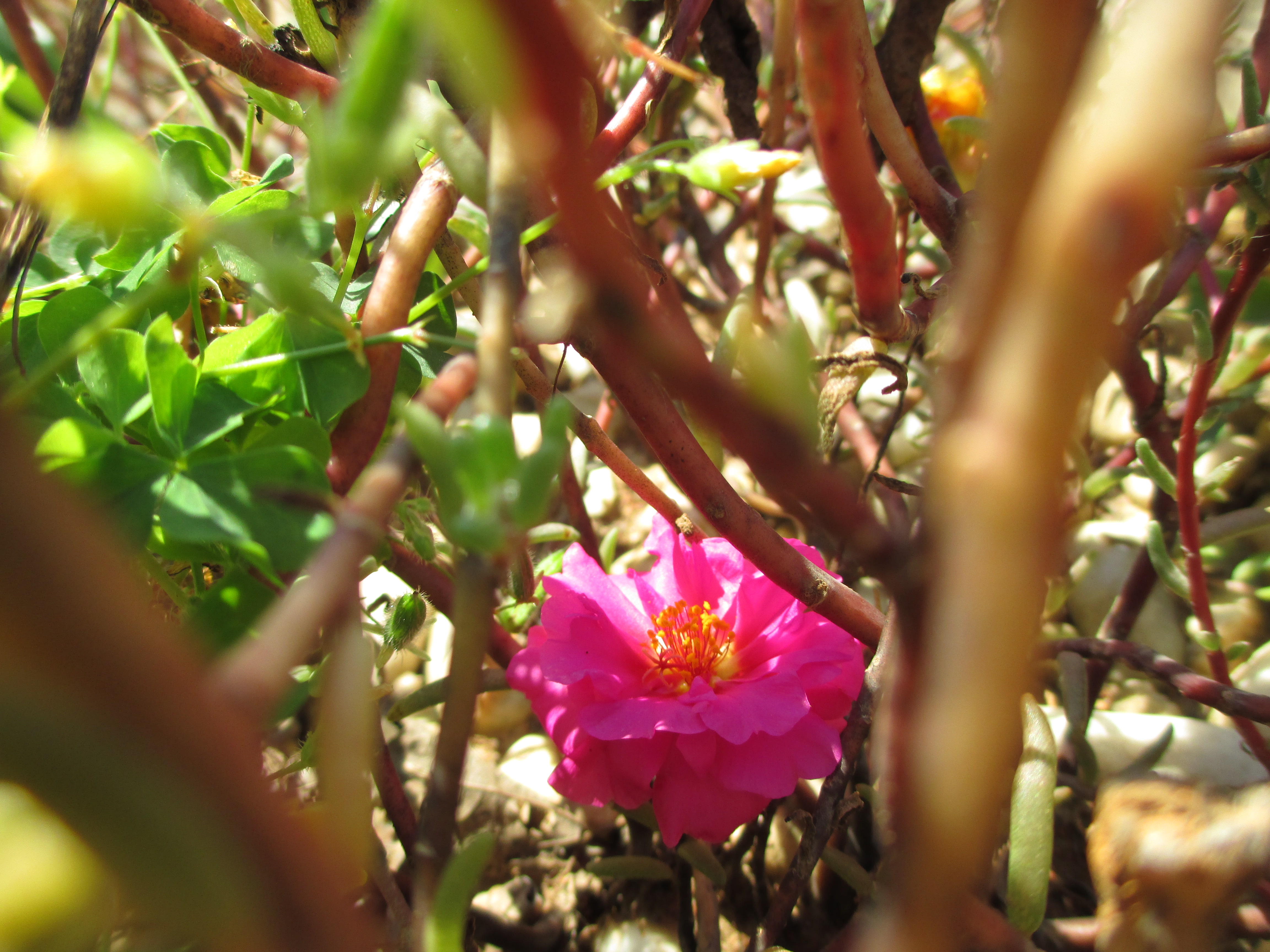 NP: Blooming Core of the Miniature Forest