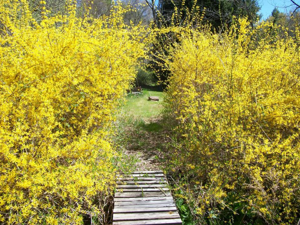 The Yellow Spring by RiaVeroBenthil on DeviantArt