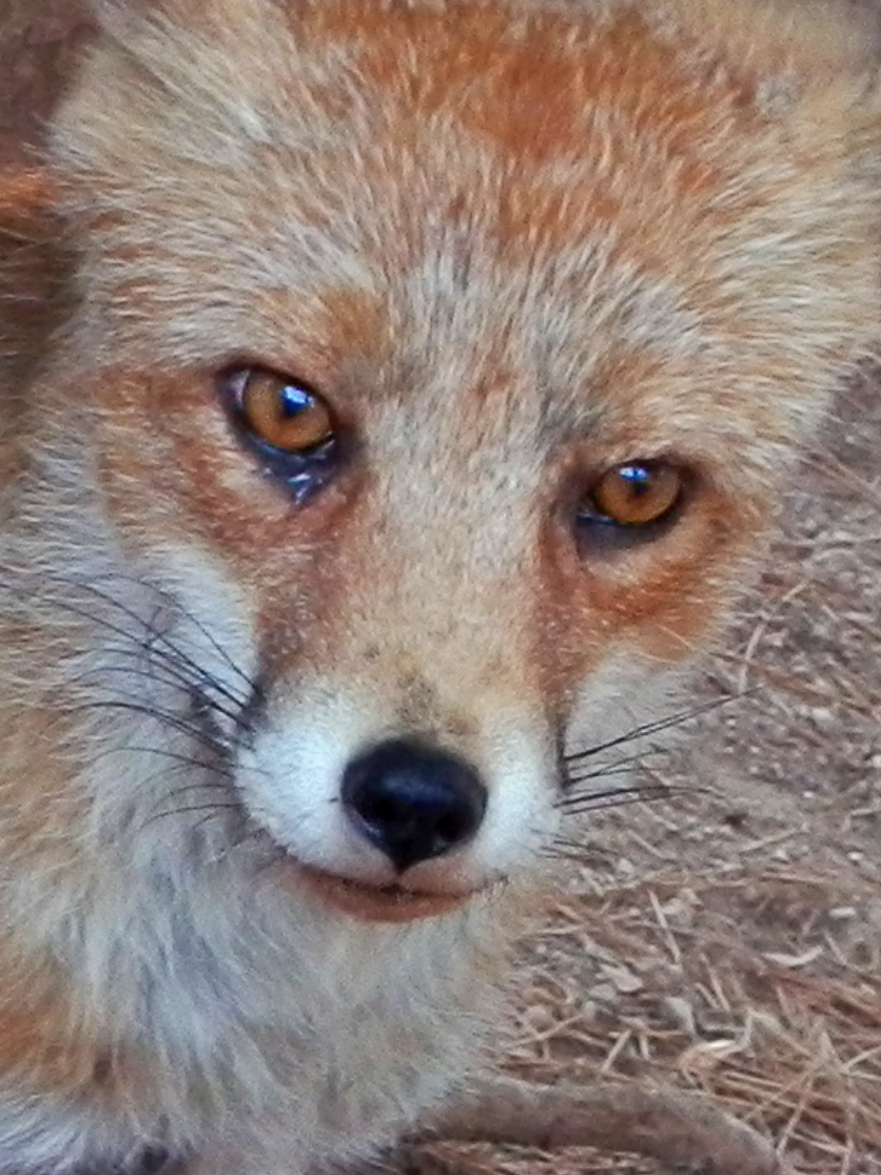 Fox