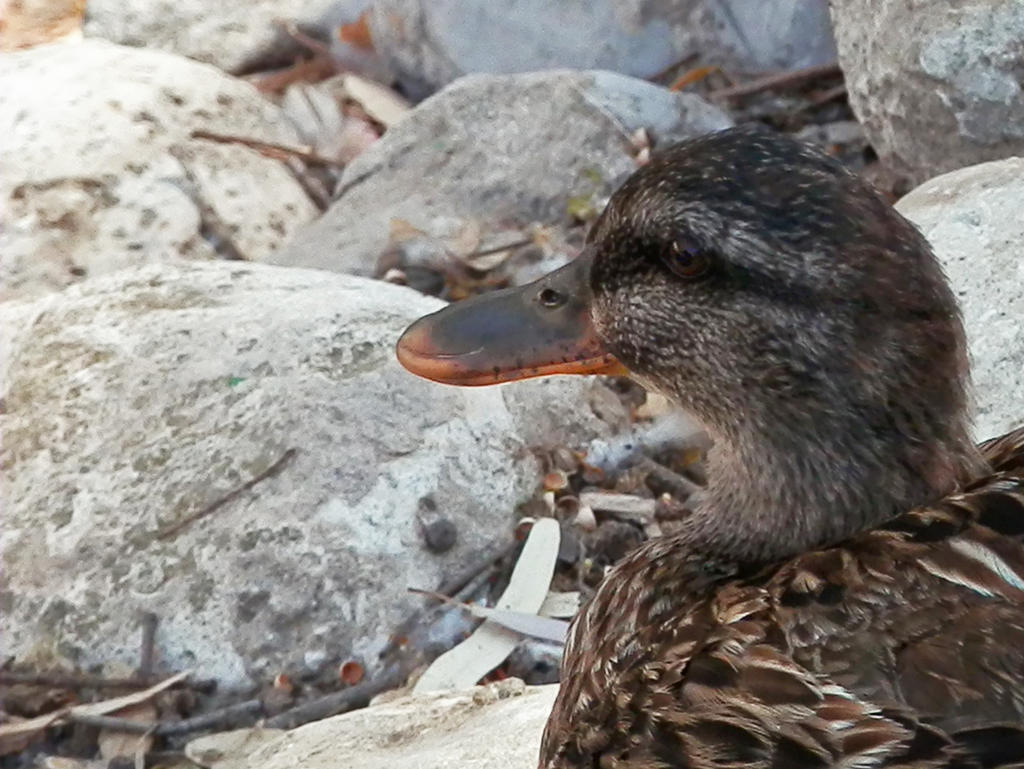 Female mallard