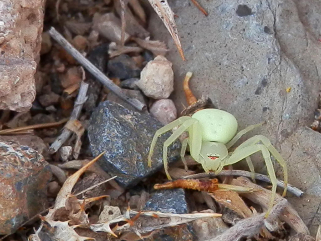 Crab spider