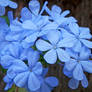 Plumbago