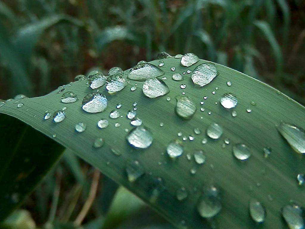 Raindrops on reed leaf