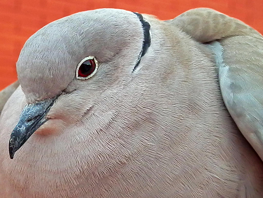 Eurasian collared dove