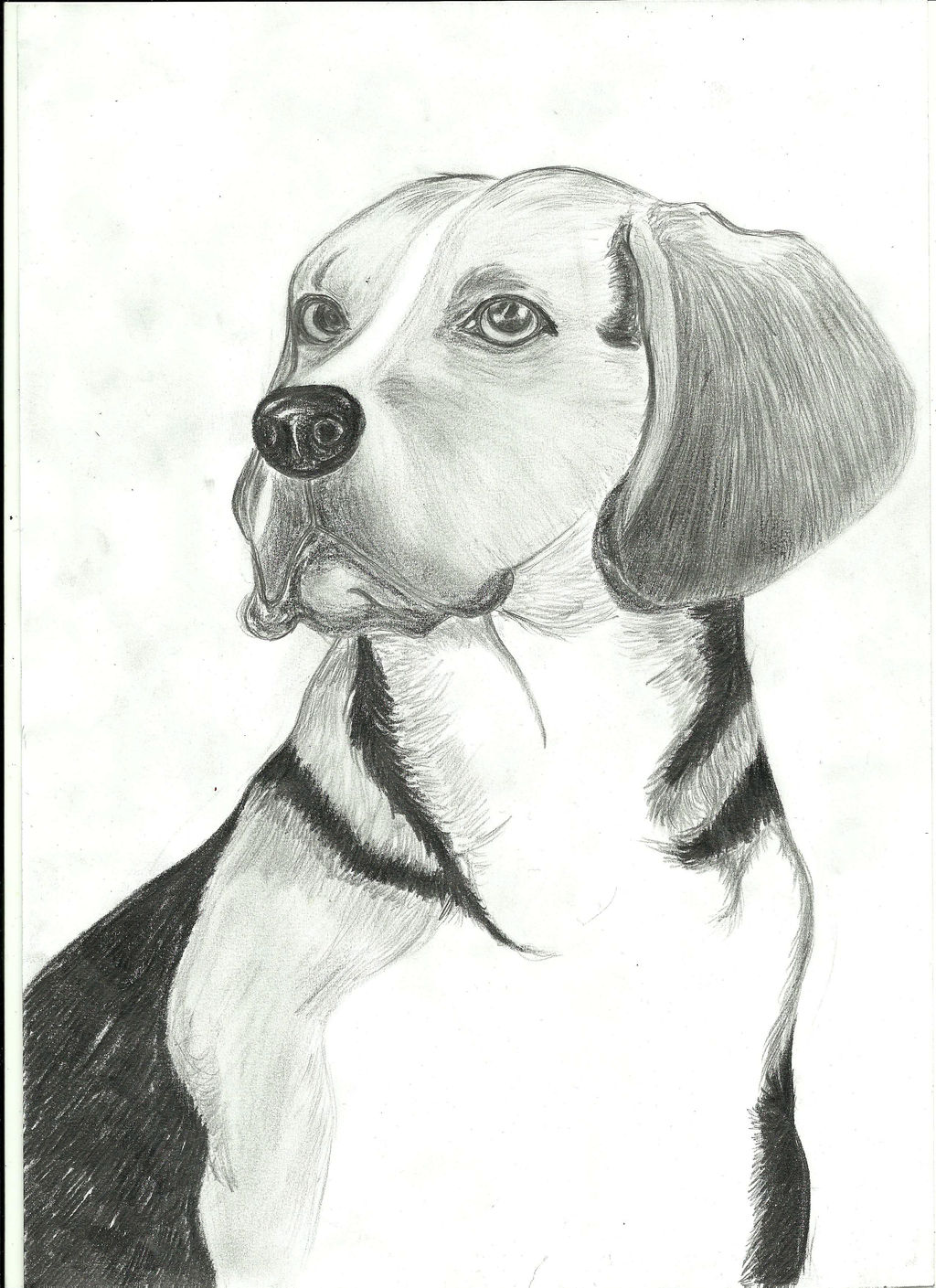 Beagle