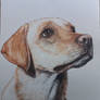 Beagle drawing