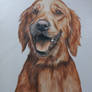 Dog portrait