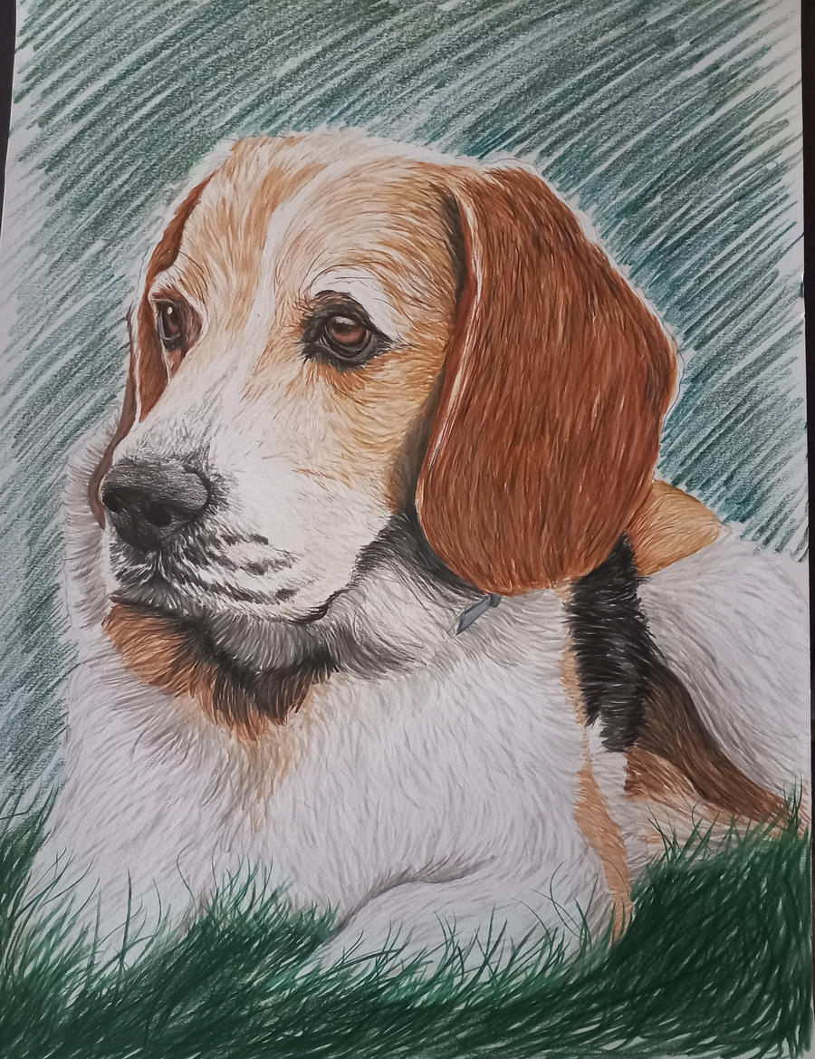 Beagle