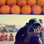 Orange shoot