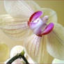 An Orchid Angel For Tammara