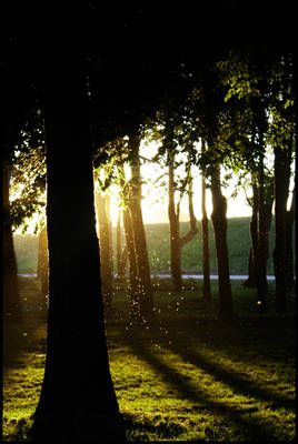 Sun and Tree