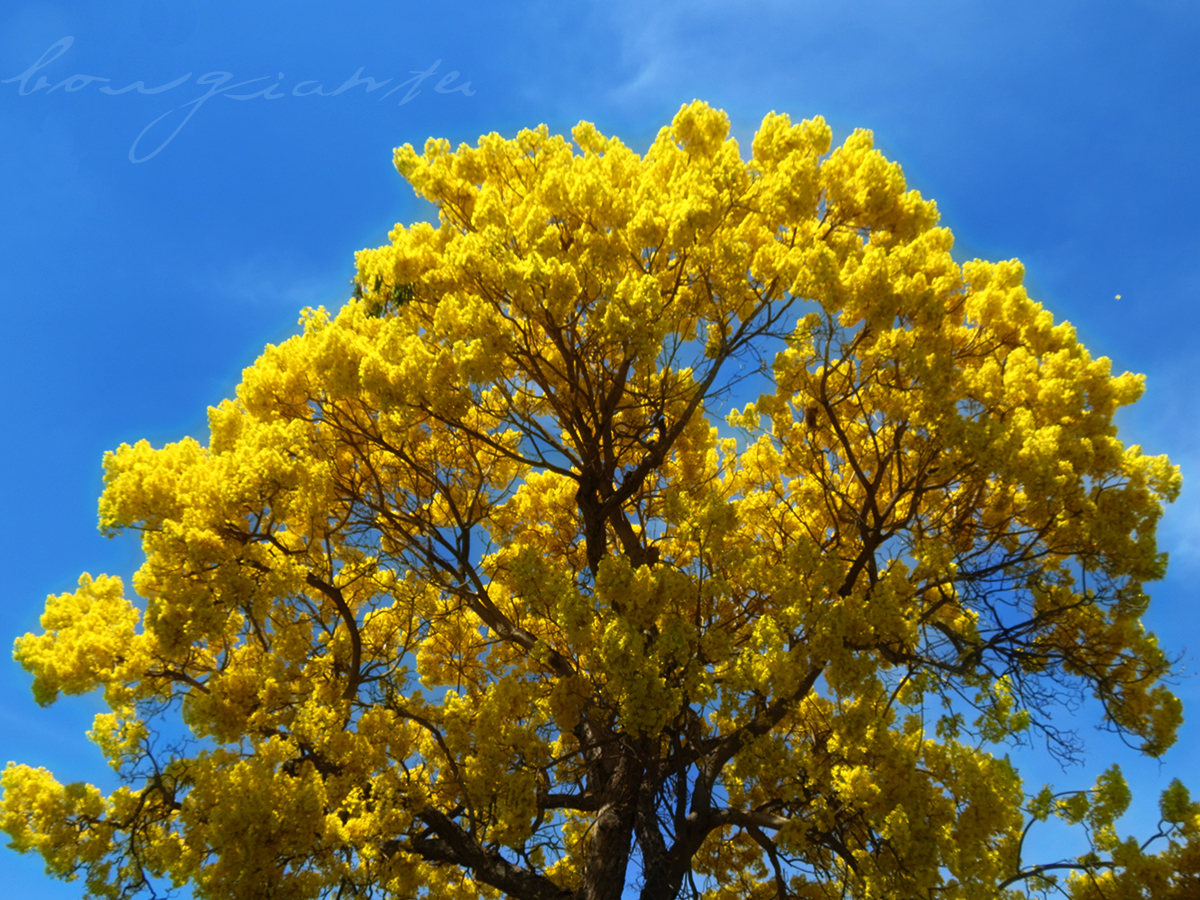 Primavera III (tabebuia chrysantha)