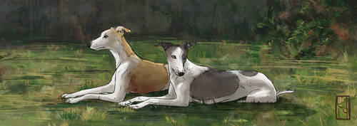 Whippets in Garden