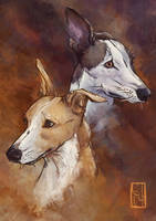 Whippets Portrait