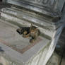 cemetery cat - saligiastock 19