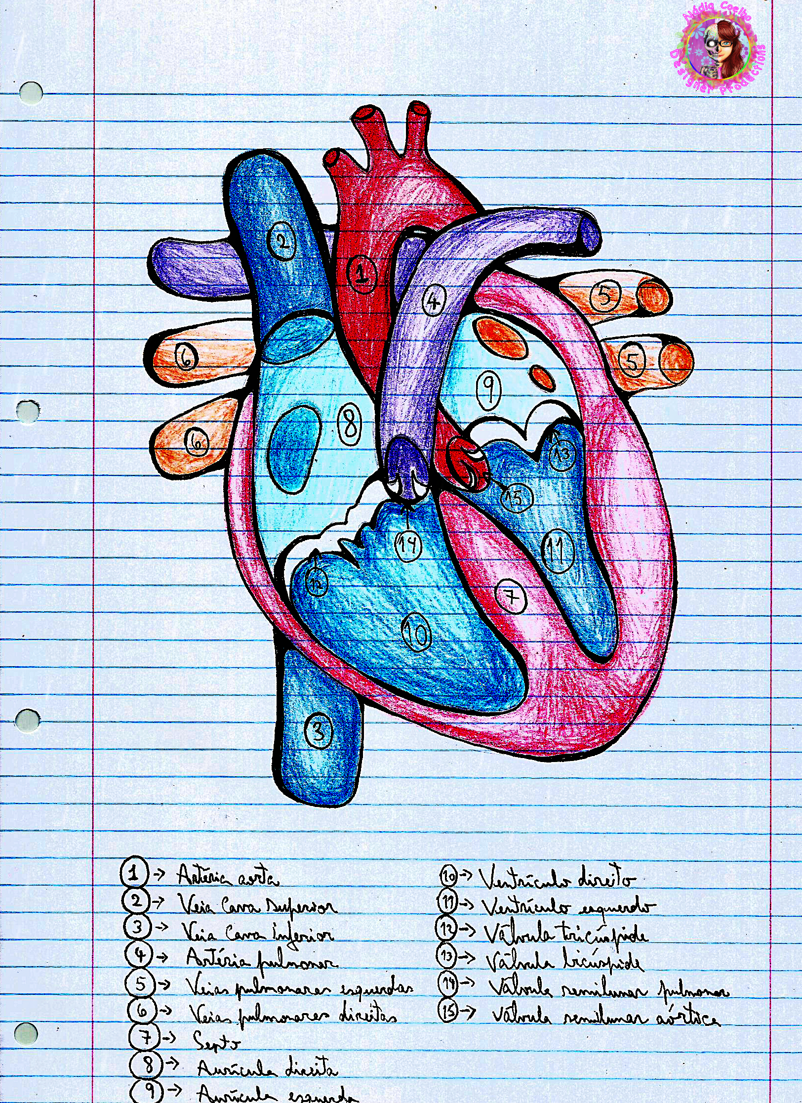 Heart anatomy