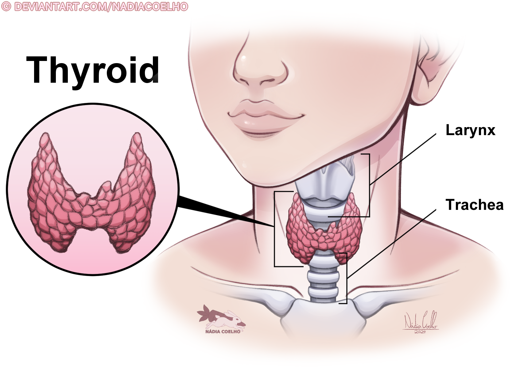 anatomy, thyroidanatomy, thyroid_anatomy, thyroid, thyroidgland, thyroid_gland