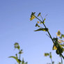 Weeds in the Wind...