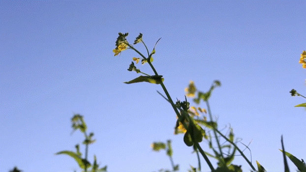 Weeds in the Wind...