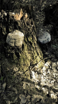 Mushrooms on Stump
