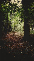Forest [12]