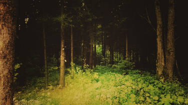 Light Glade in the Dark Forest