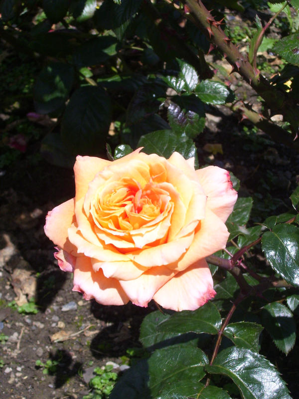 Orange Rose II