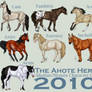 The Ahote Herd 2010