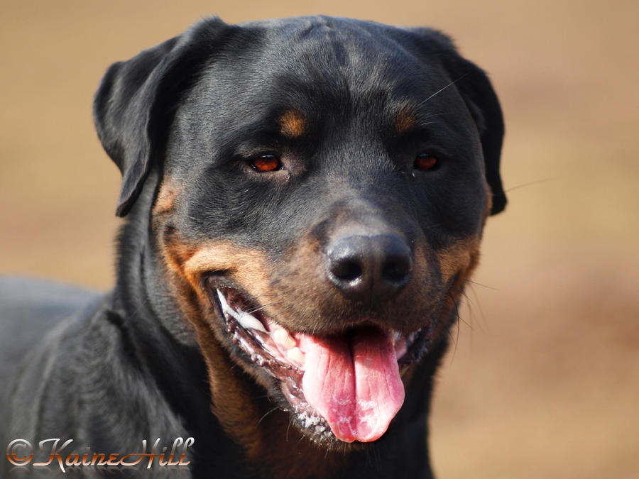 Vicious Rottweiler aka. Gentle Giant