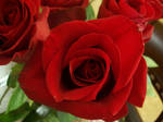 Roses Represent Love