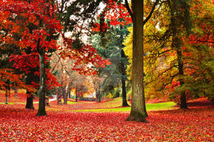 Autumn In Portland