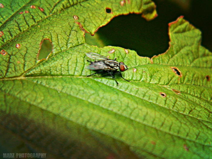 Fly On Leaf