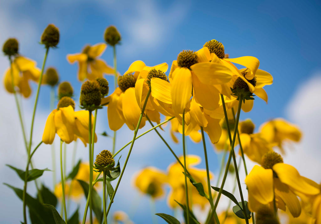 The Yellow Flowers