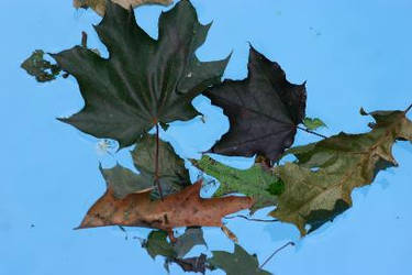 Leaves from the sky