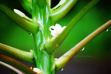 Papaya Flower