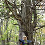 in front of the old tree