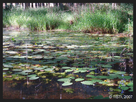 Water lily