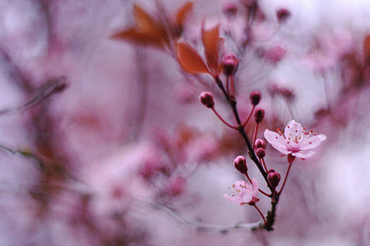 Flower Tree