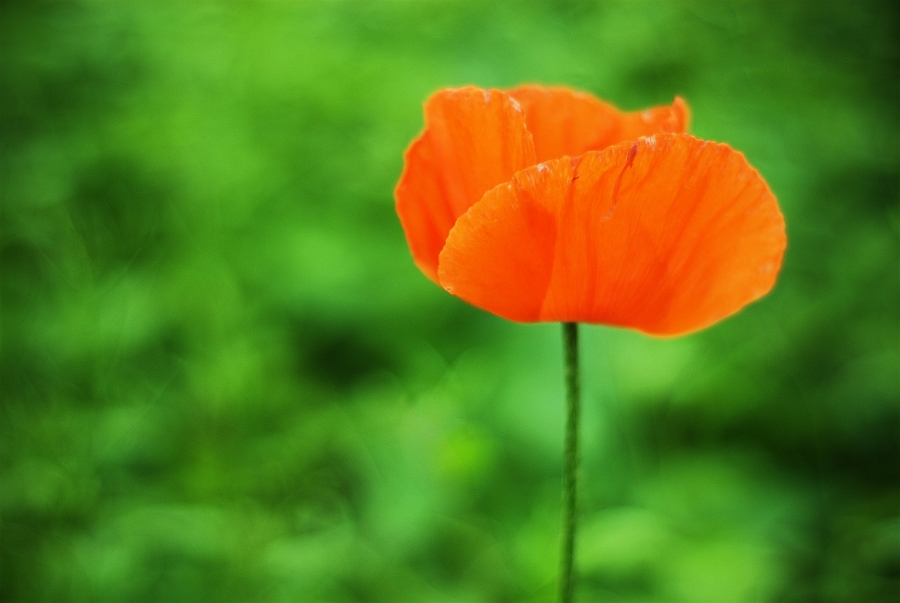 orange poppy