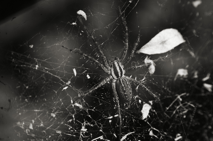 spider-aug20-2011