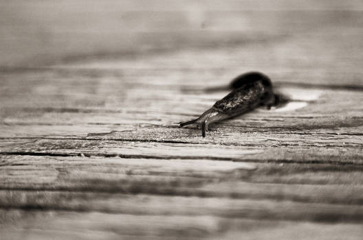 snail bw