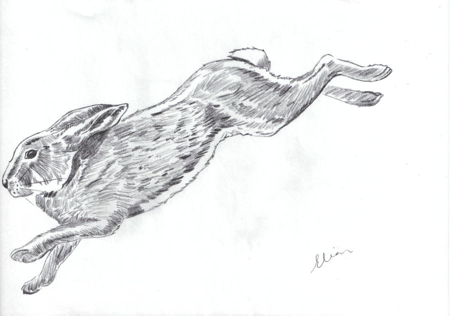 Skinned Rabbit Drawing Rabbit drawing by superwomensssss on DeviantArt