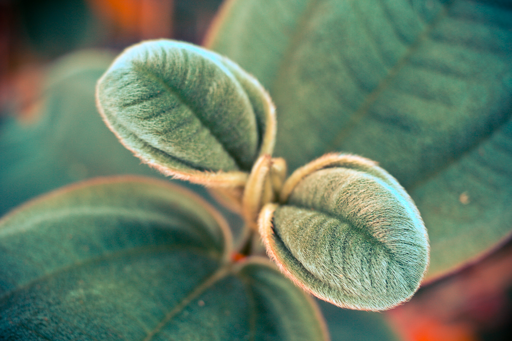 fuzzy leaves