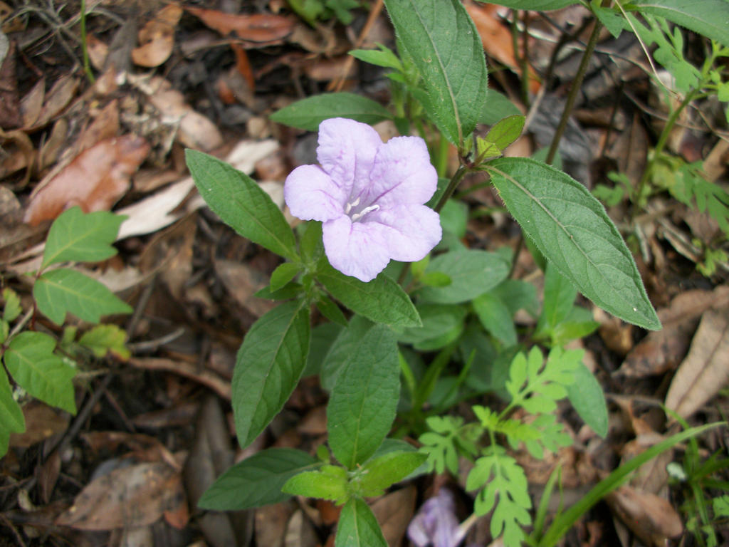 Flower