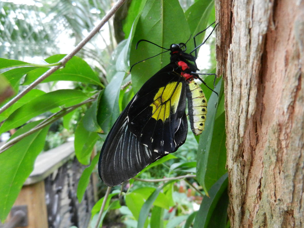 Common Birdwing