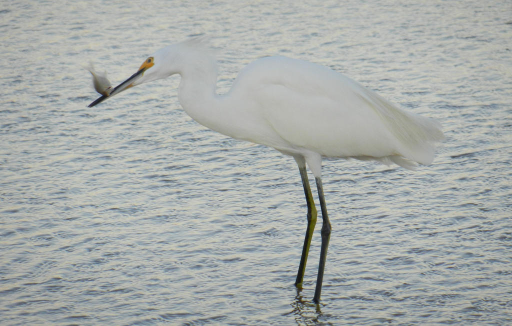 Snowy Egret 2