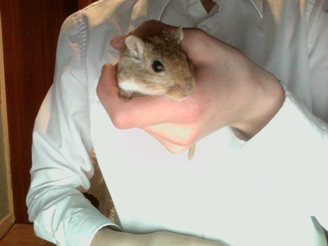 another gerbil called marleen