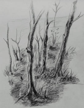 Quelques arbres