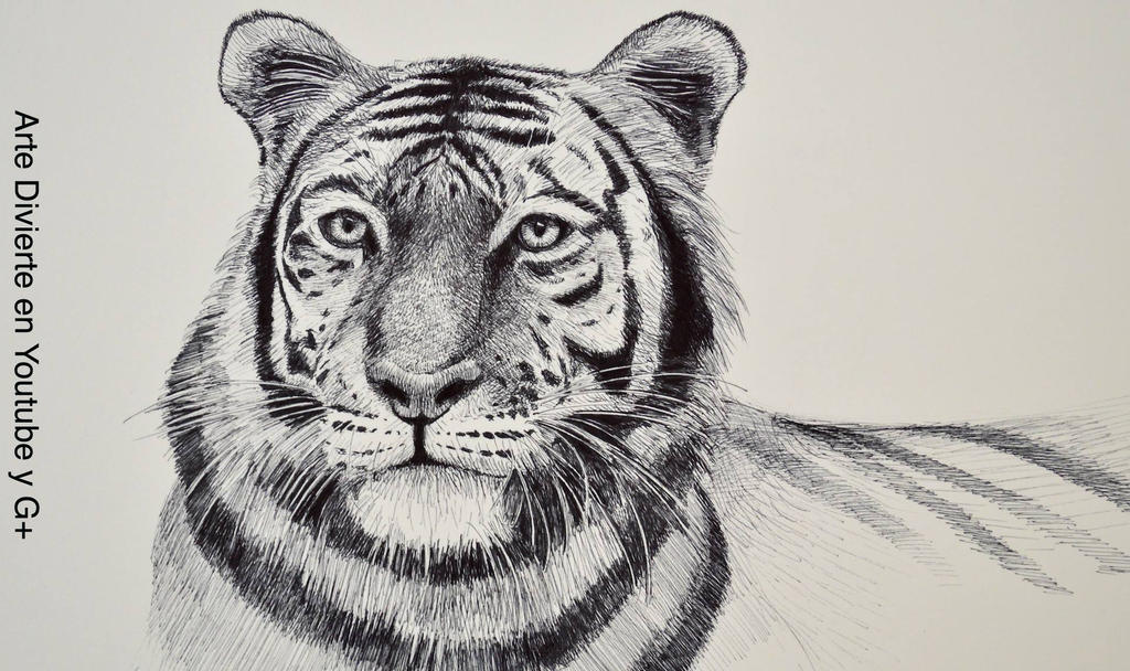 Dibujando animales: como dibujar un tigre by LeonardoPereznieto on  DeviantArt