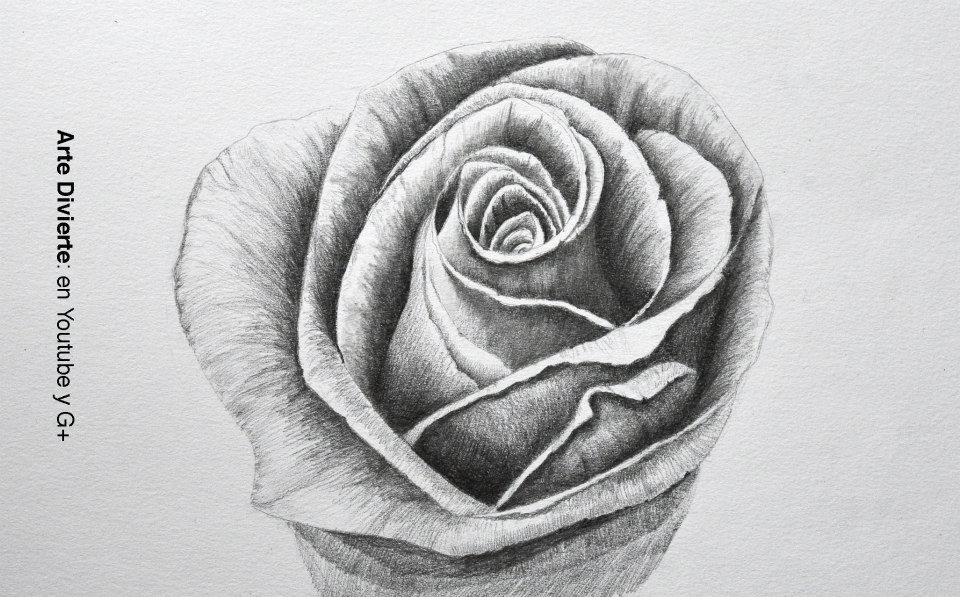 Dibujando flores: como dibujar una rosa a lapiz by LeonardoPereznieto on  DeviantArt